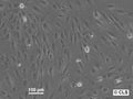HS-729 cell