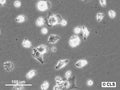 HS1-CLS cell