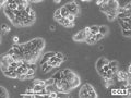 HT-29 cell