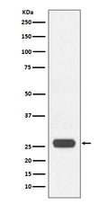 Western blot analysis of GST expression in GST recombinant protein, using GST tag Antibody(HRP conjugated)