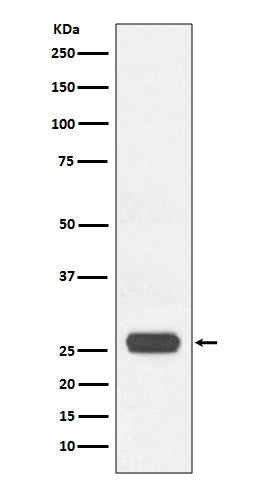 Western blot analysis of GST expression in GST recombinant protein, using GST tag Antibody(HRP conjugated)