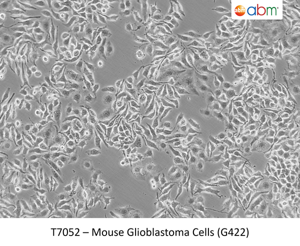 Mouse Glioblastoma Cells (G422) – Figure 1 of 1