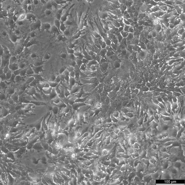 HuH7 cell