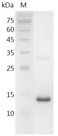 Human BMP-15 Protein, His tag (Animal-Free)