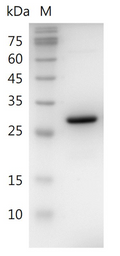 Human HMGB1 Protein, His tag (Animal-Free)
