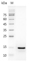 Human IL-18 Protein (Animal-Free)