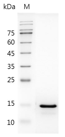 Human IL-18 Protein (Animal-Free)