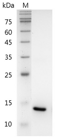 Human IL-22 Protein, His tag (Animal-Free)