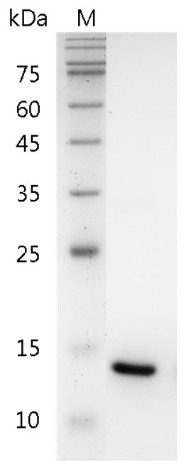 Human IL-22 Protein, His tag (Animal-Free)