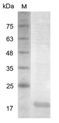 Human IL-23 p19 Protein, His tag (Animal-Free)