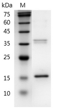 Human IL-26 Protein, His tag (Animal-Free)