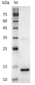 Human IL-3 Protein, His tag (Animal-Free)