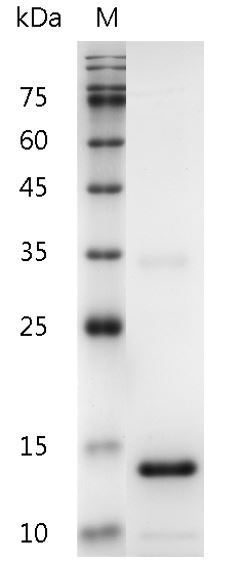Human IL-3 Protein, His tag (Animal-Free)