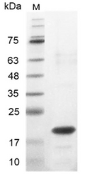 Human IL-33 Protein, His tag (Animal-Free)