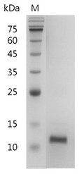 Human IL-4 Protein, His tag (Animal-Free)