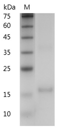 Human IL-7 Protein, His tag (Animal-Free)