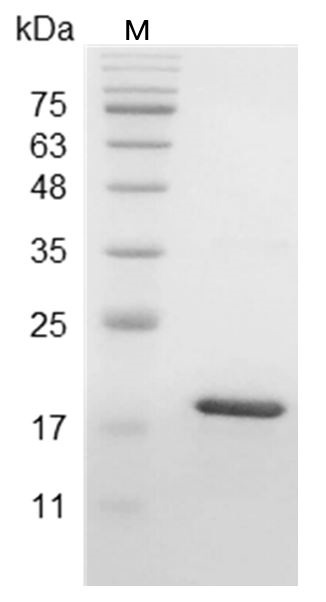 Human LIF Protein, His tag (Animal-Free)