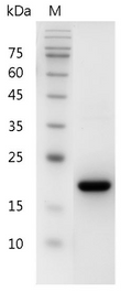 Human SCF Protein, His tag (Animal-Free)