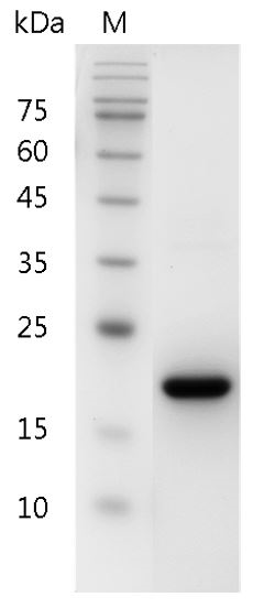 Human SCF Protein, His tag (Animal-Free)