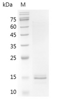 Human/Mouse/Rat Activin A Protein (Animal-Free)