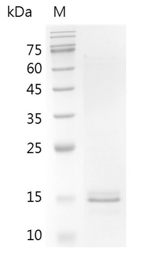 Human/Mouse/Rat Activin A Protein (Animal-Free)