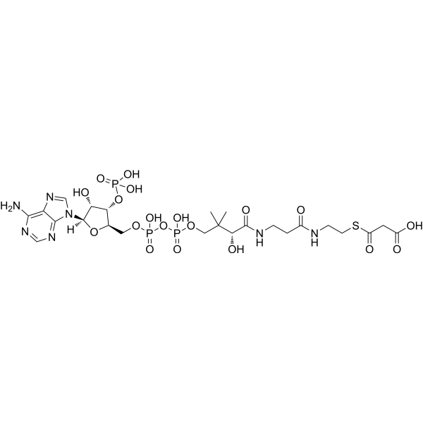 Malonyl CoA – Figure 1 of 1