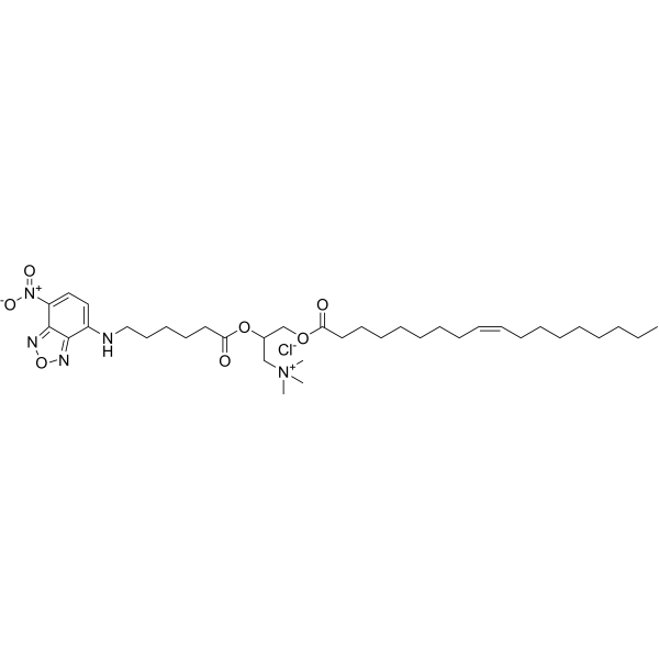 Fluorescent DOTAP – Figure 1 of 1