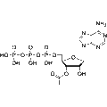 3'-Acetate-ATP – Figure 1 of 1
