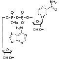 NAD sodium – Figure 1 of 1