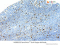 SensiStain™ Anti-Kappa Antibody – Figure 1 of 1