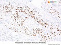 SensiStain™ Anti-p53 Antibody – Figure 1 of 1
