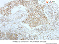 SensiStain™ Anti-CMTM6 Antibody – Figure 1 of 1
