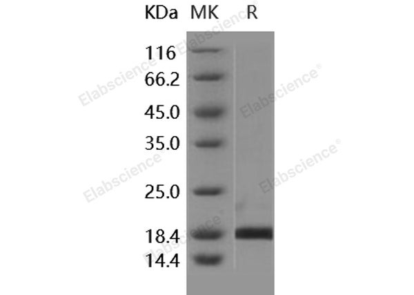 Recombinant Human PIN1/Rotamase Pin1 Protein – Figure 1 of 2