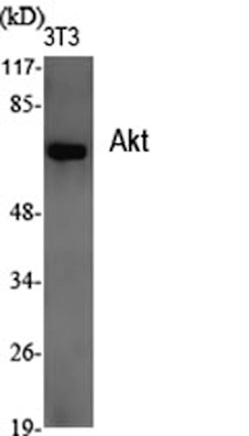 Pan-Akt Polyclonal Antibody – Figure 1 of 2