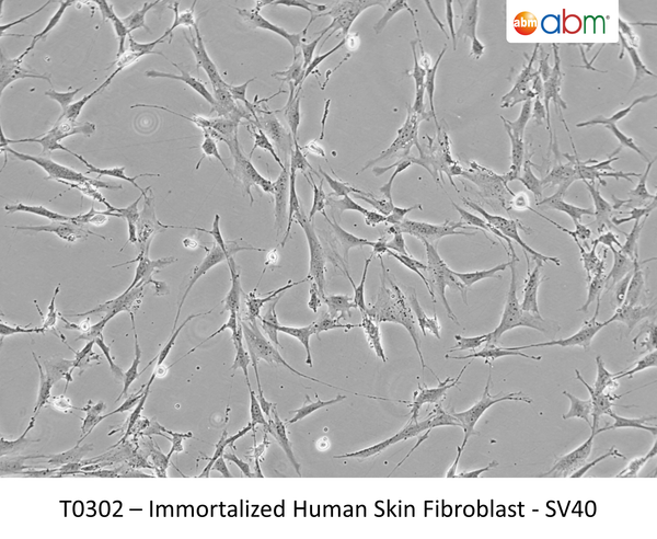 Immortalized Human Skin Fibroblast - SV40 | Applied Biological Materials (abm)