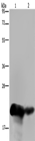 CSH1 Polyclonal Antibody – Figure 1 of 4