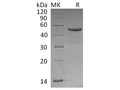 Recombinant Human CD99/MIC2 Protein (Fc Tag) – Figure 1 of 2