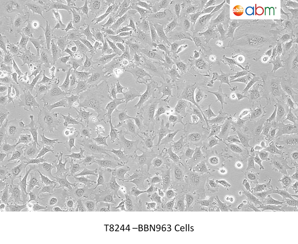 BBN963 Cells – Figure 1 of 1