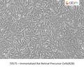 Immortalized Rat Retinal Precursor Cells(R28) – Figure 1 of 1
