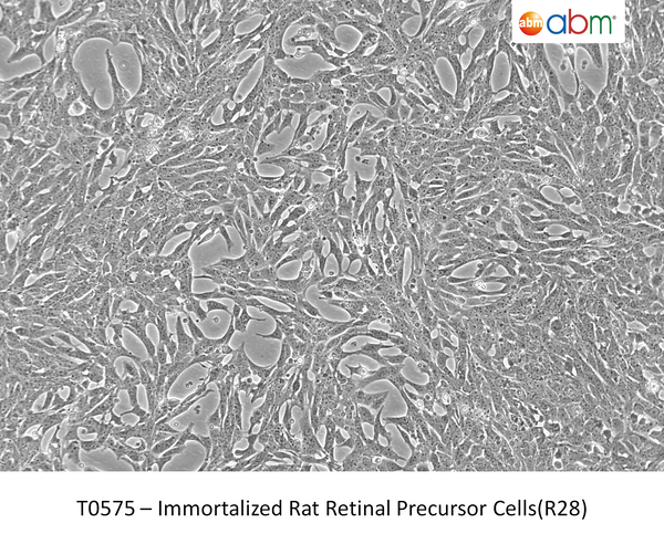 Immortalized Rat Retinal Precursor Cells(R28) – Figure 1 of 1