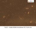 Stable RGMb Knockdown PC-3 Cell Line | Applied Biological Materials (abm)
