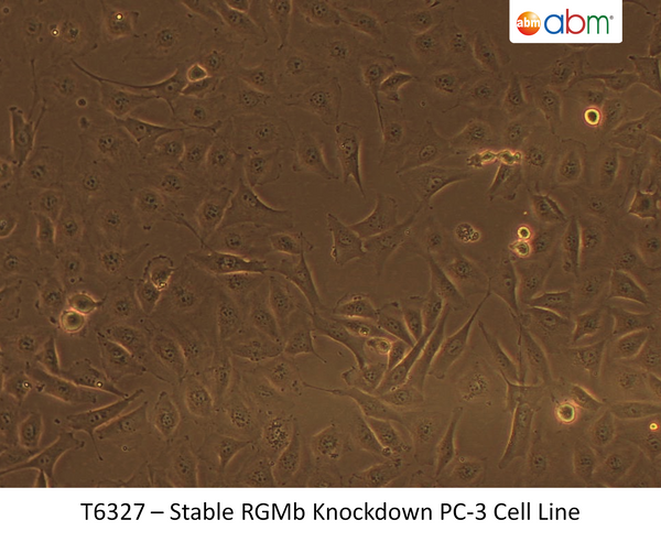 Stable RGMb Knockdown PC-3 Cell Line | Applied Biological Materials (abm)
