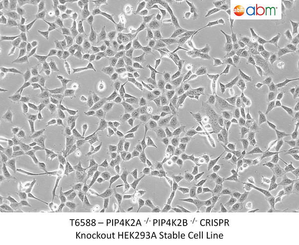 PIP4K2A <sup>-/-</sup> PIP4K2B <sup>-/-</sup> CRISPR Knockout HEK293A Stable Cell Line – Figure 1 of 1