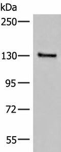 SASH1 Polyclonal Antibody – Figure 1 of 3