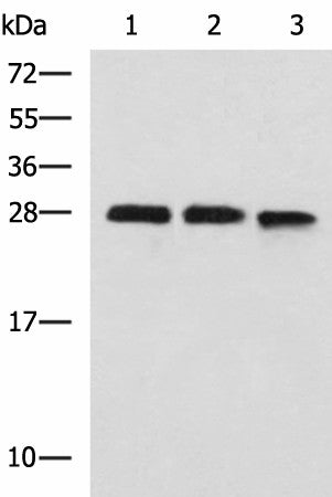 PLEKHF2 Polyclonal Antibody – Figure 1 of 4