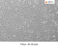 BT-20 Cells | Applied Biological Materials (abm)