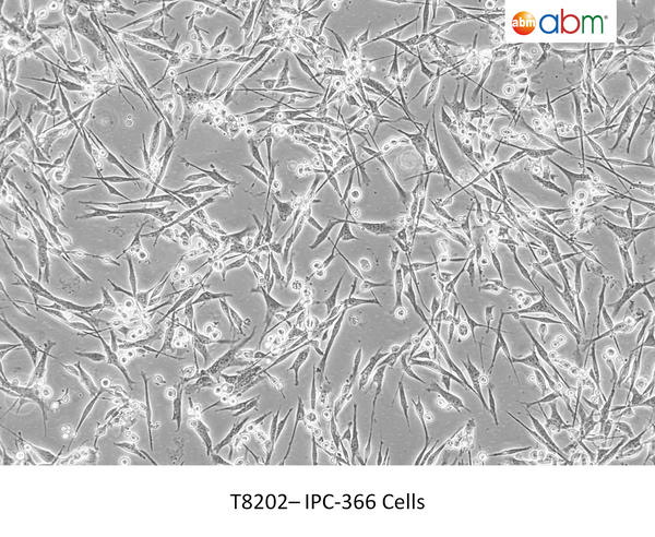 IPC-366 Cells | Applied Biological Materials (abm)