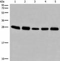 GATD3B Polyclonal Antibody – Figure 1 of 2