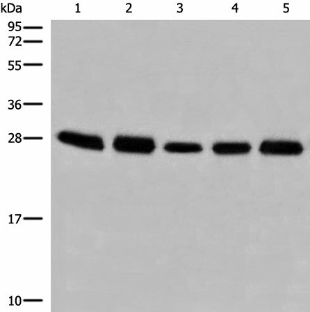 GATD3B Polyclonal Antibody – Figure 1 of 2
