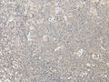 ZFYVE1 Polyclonal Antibody – Figure 1 of 2